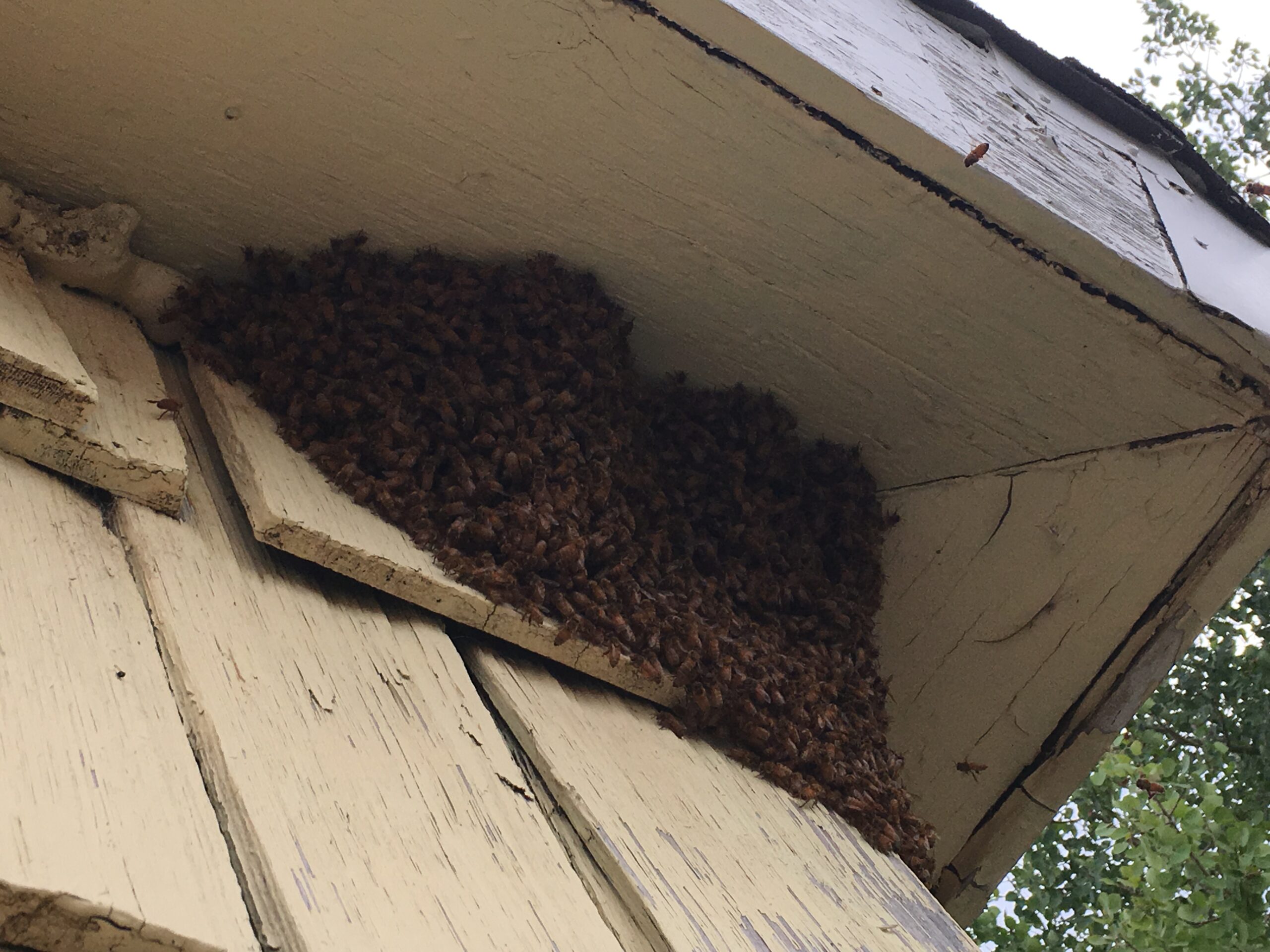 Swarm of bees on a roofing