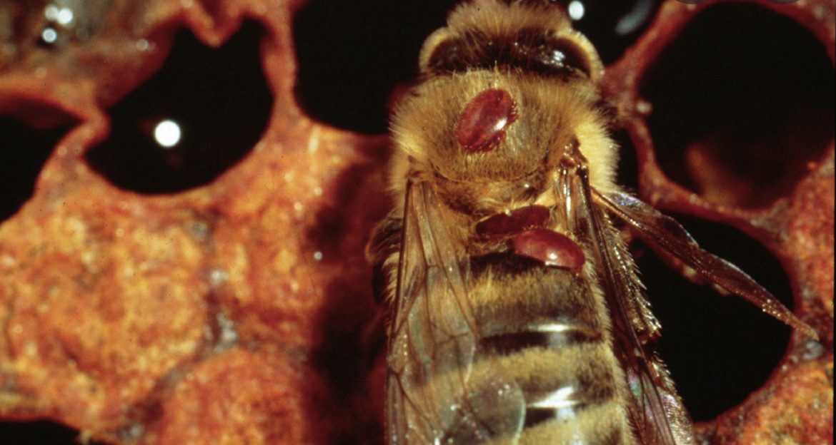 Closeup of a bees