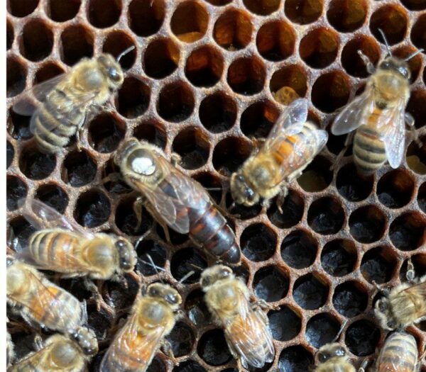 Closeup of a group of bees in a hive