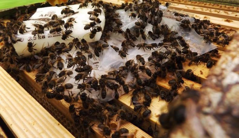 Bees on a brood box